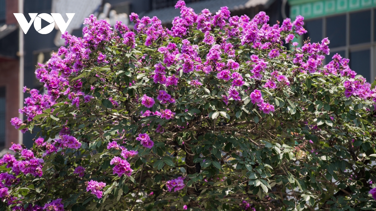 Hanoi streets turn purple with blossoming crape myrtle flowers